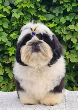 Szczenięta Shih tzu 5