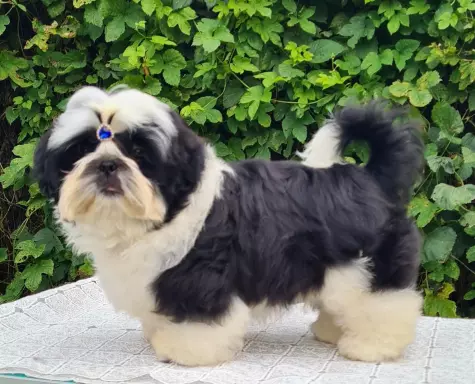 Szczenięta Shih tzu 6