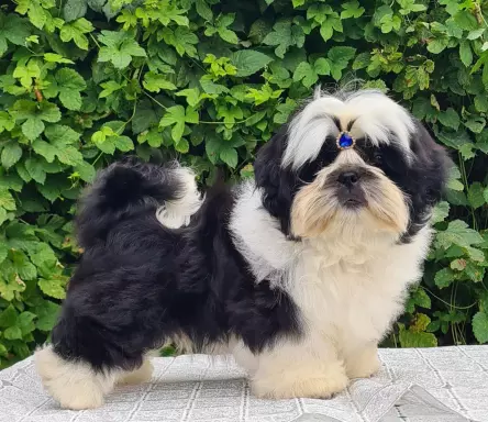 Szczenięta Shih tzu 1