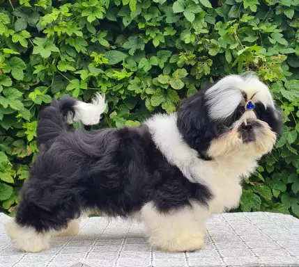 Szczenięta Shih tzu 7