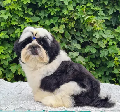 Szczenięta Shih tzu 8
