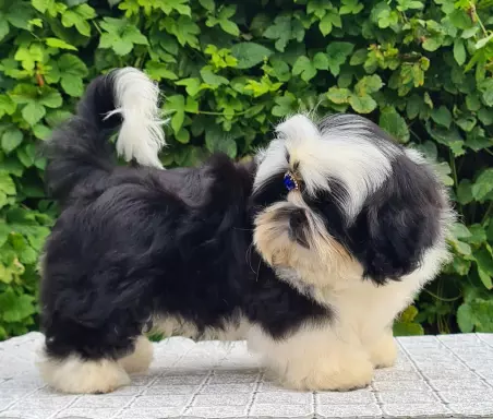 Szczenięta Shih tzu 9