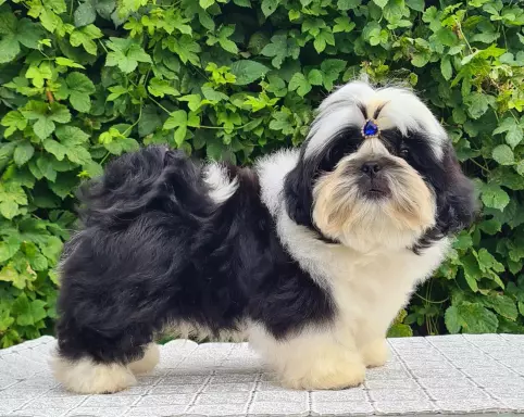 Szczenięta Shih tzu 10