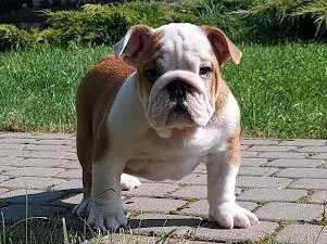 Buldog Angielski FCI z rodowodem ZKwP po Championach 2