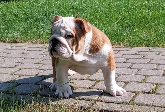 Buldog Angielski FCI z rodowodem ZKwP po Championach 3