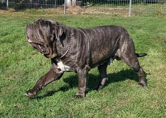 Mastif Neapolitański/ Mastino Napoletano- Zapowiedź miotu 3