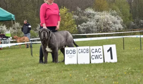 Mastif Neapolitański/ Mastino Napoletano- Zapowiedź miotu 4