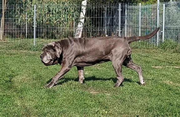 Mastif Neapolitański/ Mastino Napoletano- Zapowiedź miotu 5