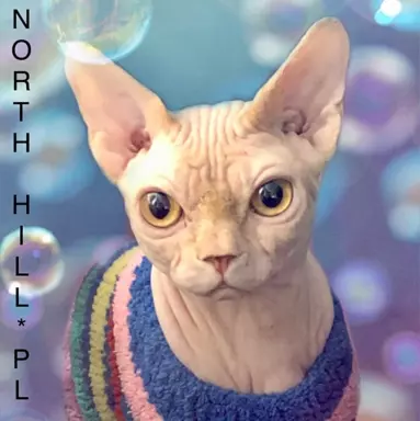 FPL kotka niebieski szylkret sfinks kanadyjski North Hill*PL 7