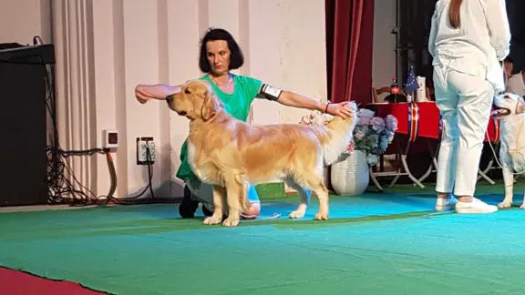 Zapowiedź miotu Październik 2023r 4