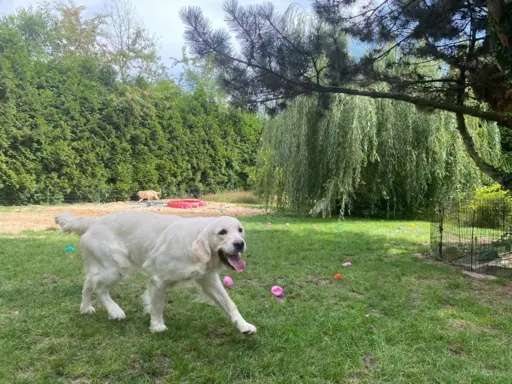 Zapowiedź miotu Październik 2023r 2