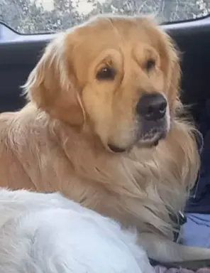 Zapowiedź miotu Październik 2023r 3