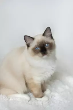 Kociak ragdoll seal mitted na kolanka/do hodowli 7