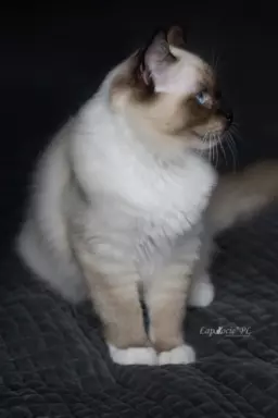 Kociak ragdoll seal mitted na kolanka/do hodowli 5