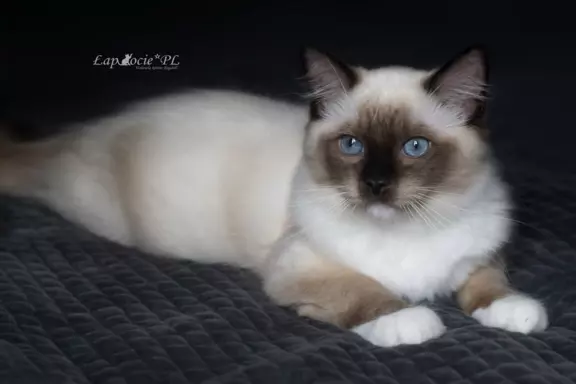 Kociak ragdoll seal mitted na kolanka/do hodowli 4