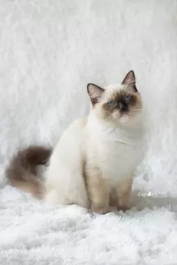 Kociak ragdoll seal mitted na kolanka/do hodowli 2