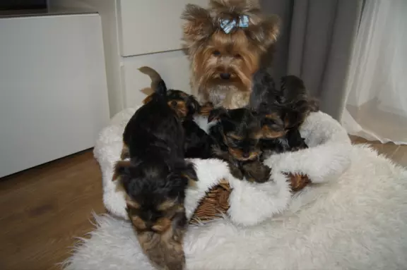 Yorki piękne szczeniaczki 2