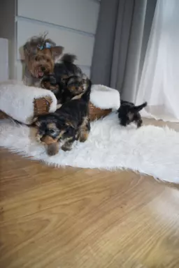 Yorki piękne szczeniaczki 6