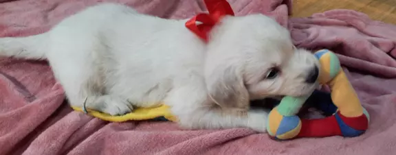 Szczeniaki / psy Golden Retriever Związek Kynologiczny FCI 10