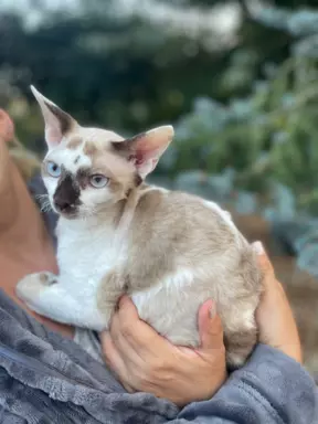 Devon rex kocurek point 1