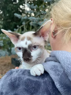Devon rex kocurek point 2