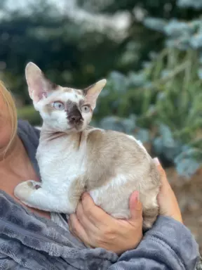 Devon rex kocurek point 3