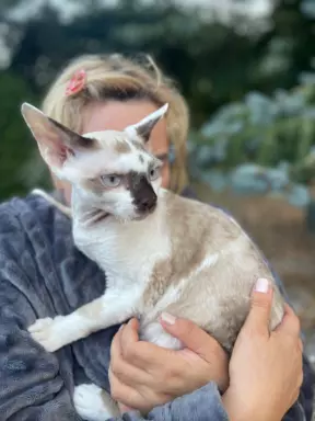 Devon rex kocurek point 4