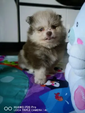 Szpic miniaturowy suczka choco merle 1