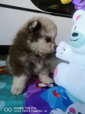 Szpic miniaturowy suczka choco merle 2