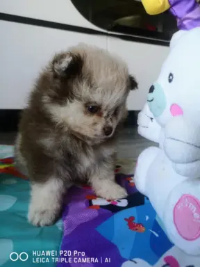 Szpic miniaturowy suczka choco merle 3