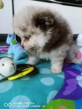 Szpic miniaturowy suczka choco merle 4