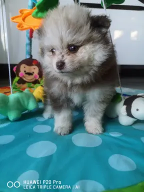 Szpic miniaturowy suczka choco merle 5