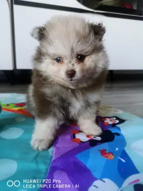 Szpic miniaturowy suczka choco merle 6