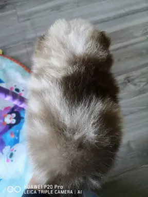 Szpic miniaturowy suczka choco merle 7