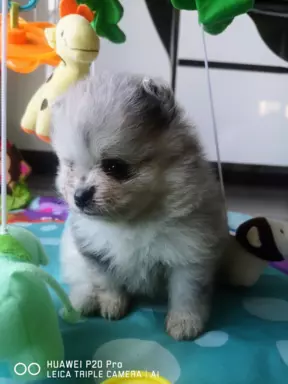 Szpic miniaturowy piesek Blue Merle 2