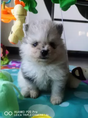 Szpic miniaturowy piesek Blue Merle 4