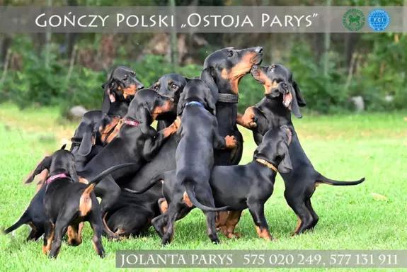 GOŃCZY POLSKI FCI 1