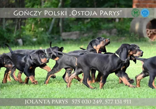 GOŃCZY POLSKI FCI 2