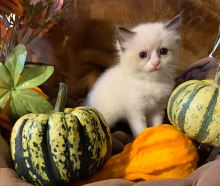 Ragdoll kocięta bicolor i seal mitted 3