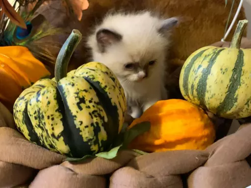 Ragdoll kocięta bicolor i seal mitted 5