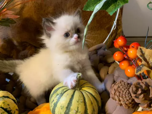 Ragdoll kocięta bicolor i seal mitted 1