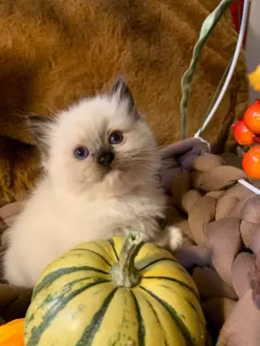 Ragdoll kocięta bicolor i seal mitted 7