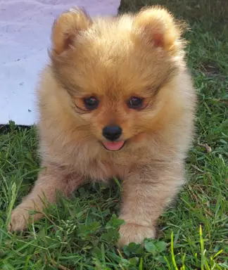Pomeranian suczka ZkwP FCI 2