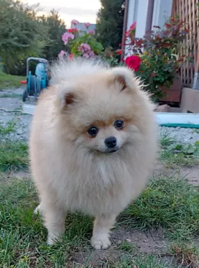 Pomeranian szpic miniaturowy ZkwP FCI 1
