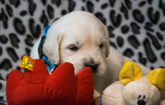 Śliczne szczeniaczki Golden retriever 2