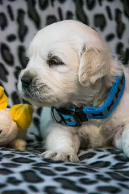 Śliczne szczeniaczki Golden retriever 1