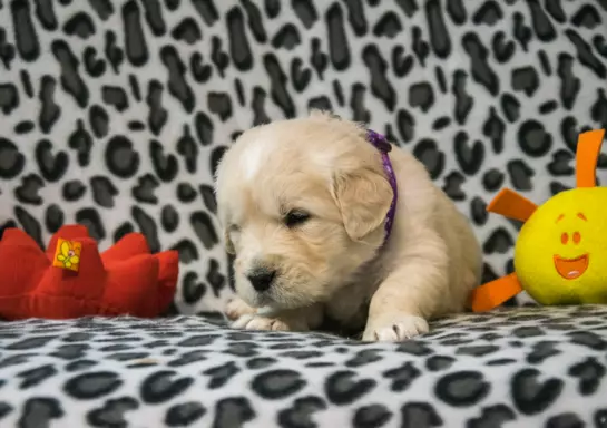 Śliczne szczeniaczki Golden retriever 3
