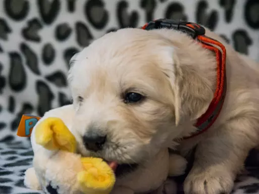 Śliczne szczeniaczki Golden retriever 5