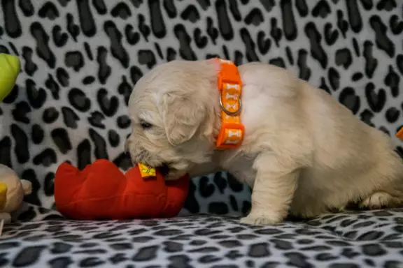 Śliczne szczeniaczki Golden retriever 6