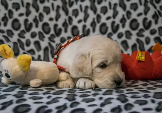 Śliczne szczeniaczki Golden retriever 7